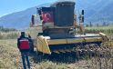 Yüzde 75 hibeli ayçiçeğinde hasat kontrolü yapıldı