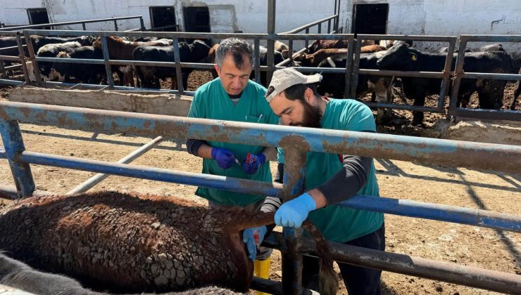 Uruguay’dan Kütahya’ya getirilen sığırların sağlık kontrolü yapıldı