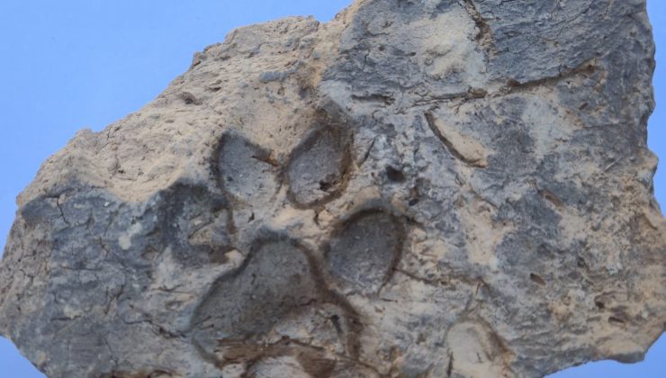 Bakan Ersoy duyurdu: Tavşanlı Höyük’te 4 bin yıllık pati izi bulundu